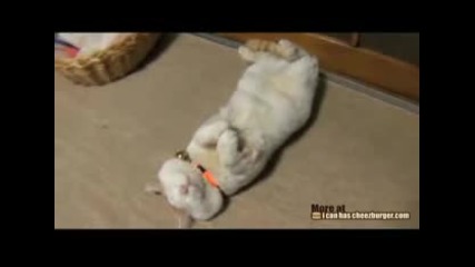 По - сладко коте не сте виждали