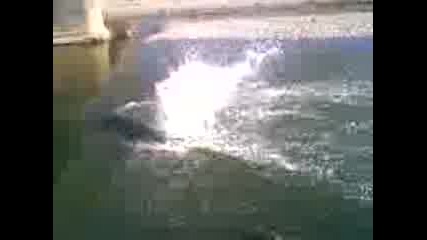 Mnogo Lud Fen