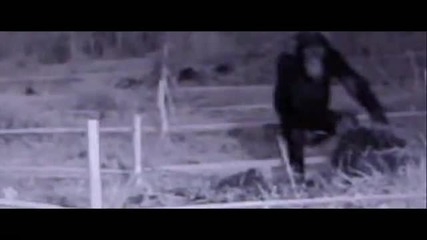 Real Apes and Rise of the Apes Mashup