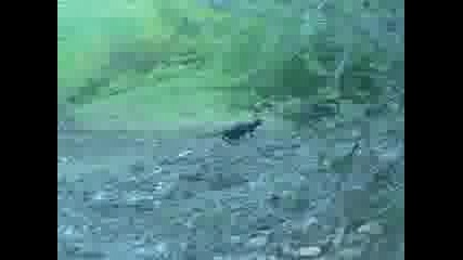 Prodavam kucheta blagoevgrad