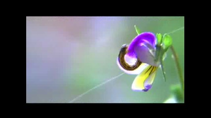 Nature Reel