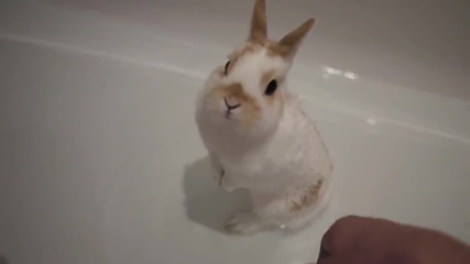 Малко сладко зайче в банята