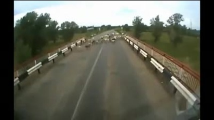 Тоя сгази стадото - Камион vs. стадо кози