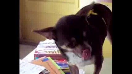Bad Chihuahua