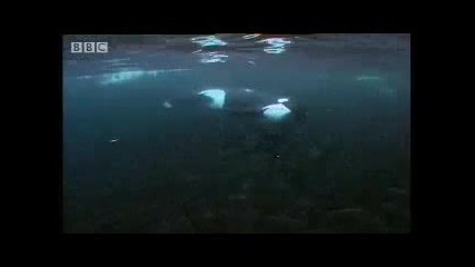 Bbc Team Killer Whale Goes Fishing 