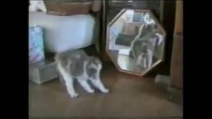 Funy Cats 