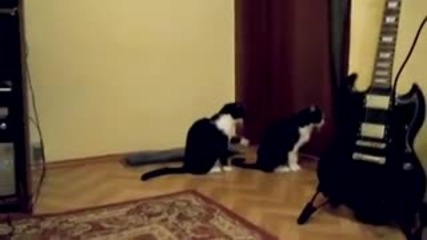 Котенце иска прошка от друго коте