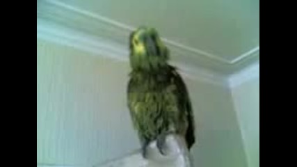 папагал пее честит рожден ден и забравя думите :d