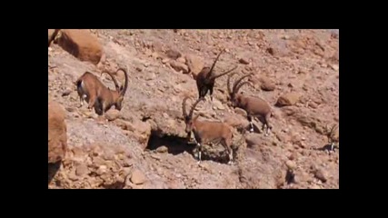 Bbc Planet Earth - Deserts ( Пустините ) 1 / 2 