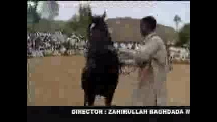 Amazing Horse Dance