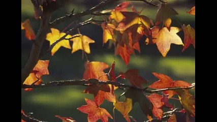 Andrei Rieu - Fascination-autumn