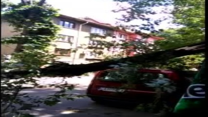 Паднало дърво на ул. "Герлово", гр София