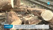 Ураганен вятър в София: Над 120 сигнала за паднали клони, дървета и ламарини