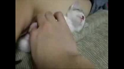 За Животни 