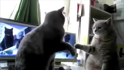 Щури котета - Хей ръчички хей ги 2 (смях) 
