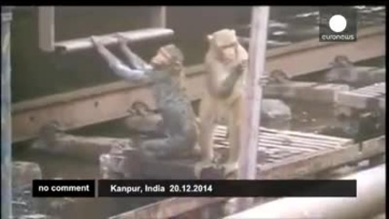 Удивително !!! Маймуна спасява друга маймуна,която е ударена от ток !!