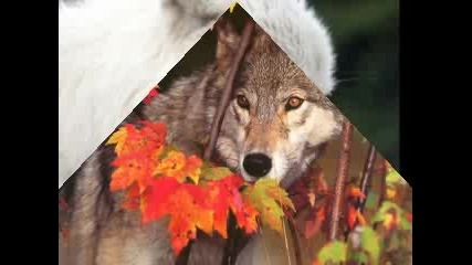 Страхотна * Бате Пешо - Wolf 