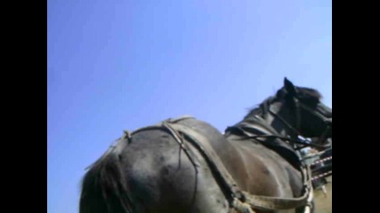 Дико - Кнежа 2012