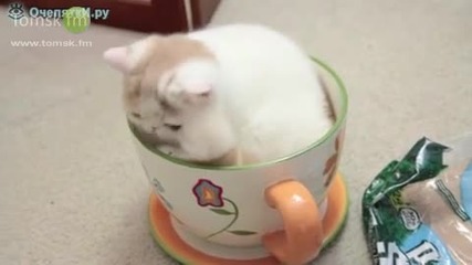 Котка в чаена чаша