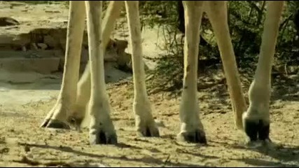 Два жирафа се бият с помощта на вратовете си 