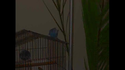 Koko 