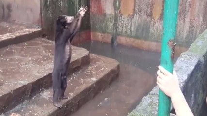 Шокиращи видео на мечки в зоопарк в Индонезия, които молят за храна