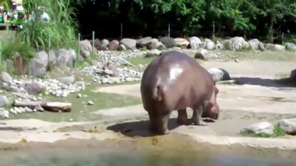 Компилация от Забавни и Смешни Животни
