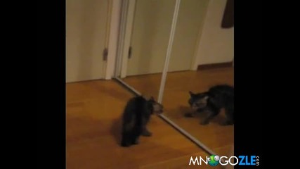 Коте си играе с огледалото :d