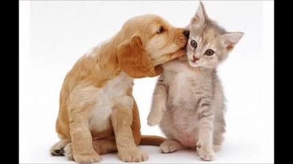 Sweet cat and dog
