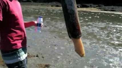 Какво е това странно животно ?