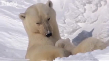 Мама полярна мечка със своите бебета (bbc Planet Earth) 
