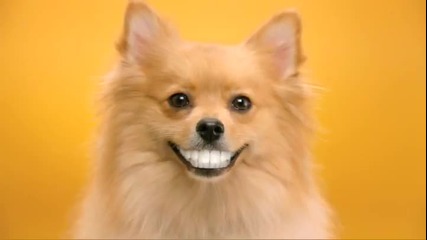 Doggie Dentures - Pedigree® Dentastix® Commercial