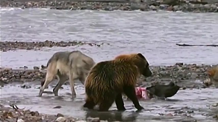 Мечка гризли срещу 4 гладни вълка в борба за плячка