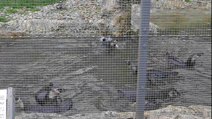 Пингвините в софийската зоологическа градина