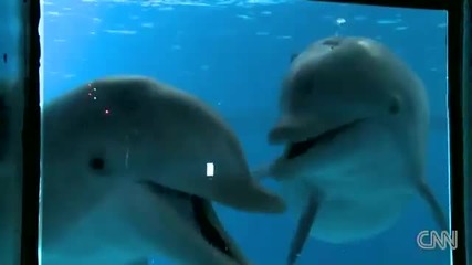 Dolphins Reacting To Mirror Underwater