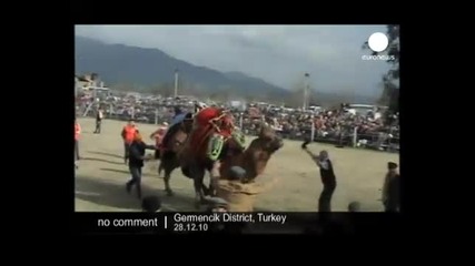 Camel wrestling in Turkey - no comment 