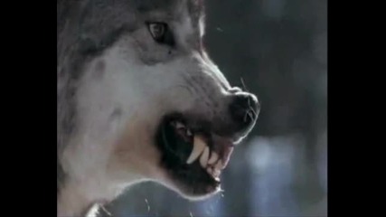 Wolf vs Tiger - The Wolf Rule!!!!