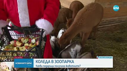 Обитателите на бургаския зоопарк получават коледни подаръци