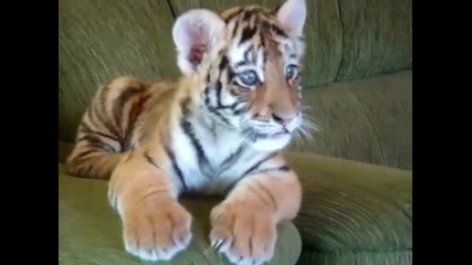 Cutest Tiger Baby in the House