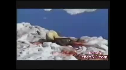 Полярна мечка срещу морж