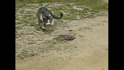 Котка vs Змия