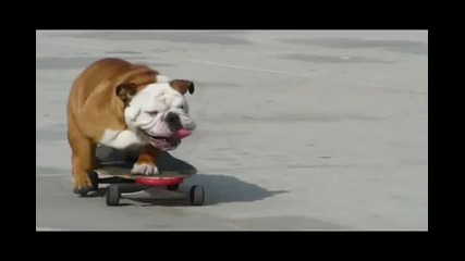 Куче показва умения на скейтборд