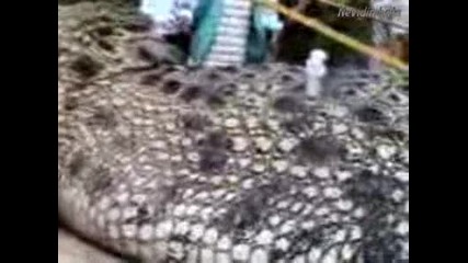 Най - гигантския крокодил виждан някога! 