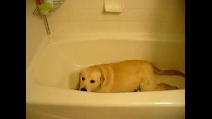 Кучето се моли за една вана (смях)