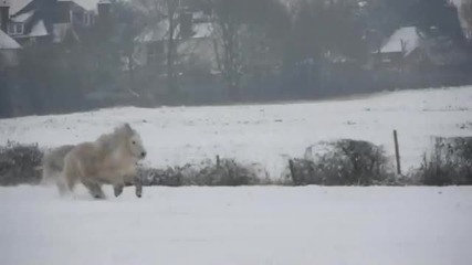Shetland Pony Club ponies on a winter holiday 