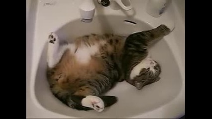 Голямо сладко коте си почива в мифка