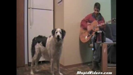 Куче музикант 