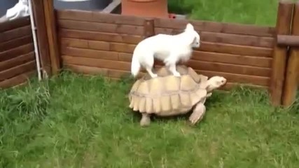 Животни се возят гратис върху костенурки - Компилация