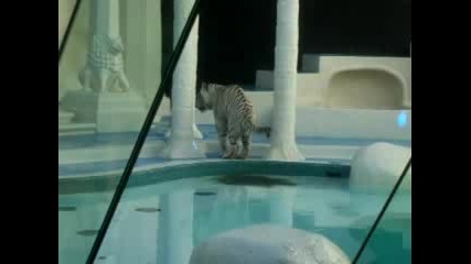 Siegfried and Roy White Tiger takes a dump 