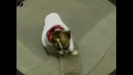 Skateboarding Dog